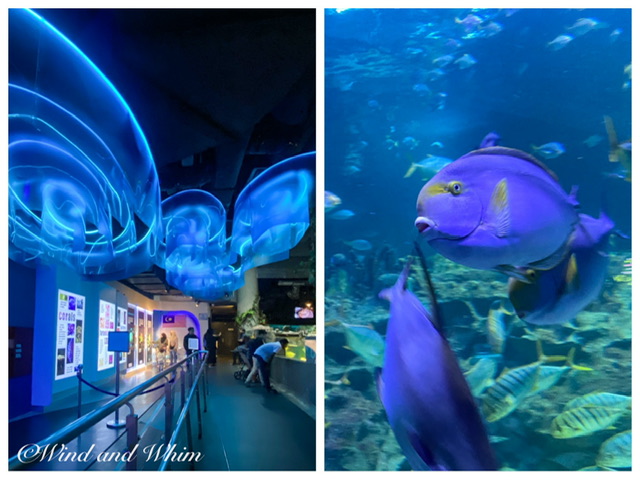 Two photos: Inside Aquaria and a bluish-purple fish