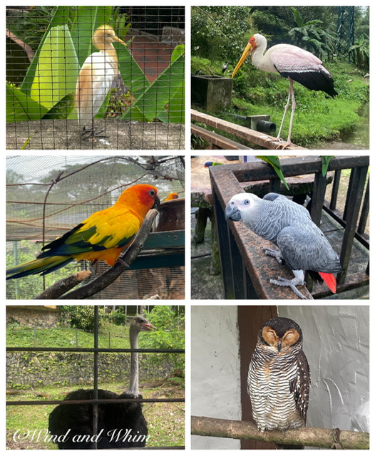 Photos of six birds