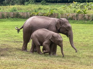 A mother and baby elephant walking across a field