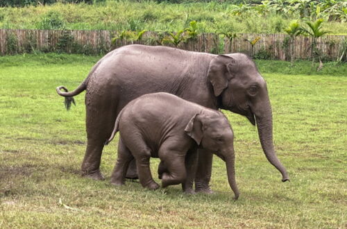 A mother and baby elephant walking across a field