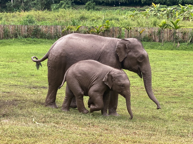 A mother and baby elephant walking across a field