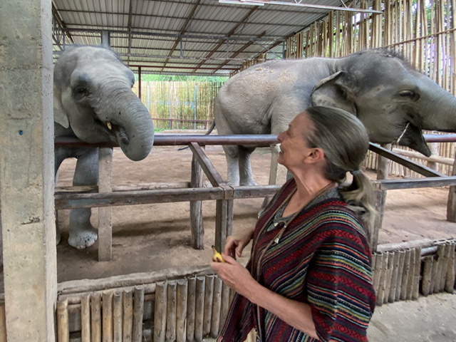 A woman holding a banana in front of an elephant