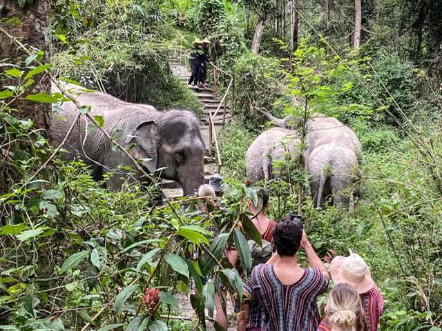 A group of people hiking with elephants