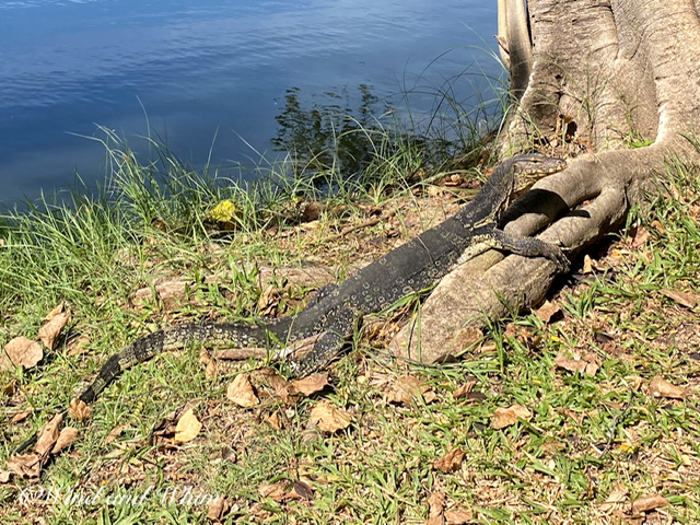 A Monitor lizard lying on a tree root