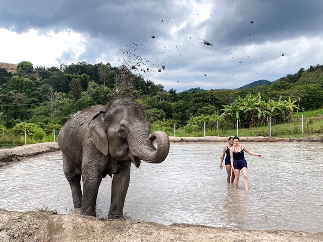 An elephant tossing dirt in the air