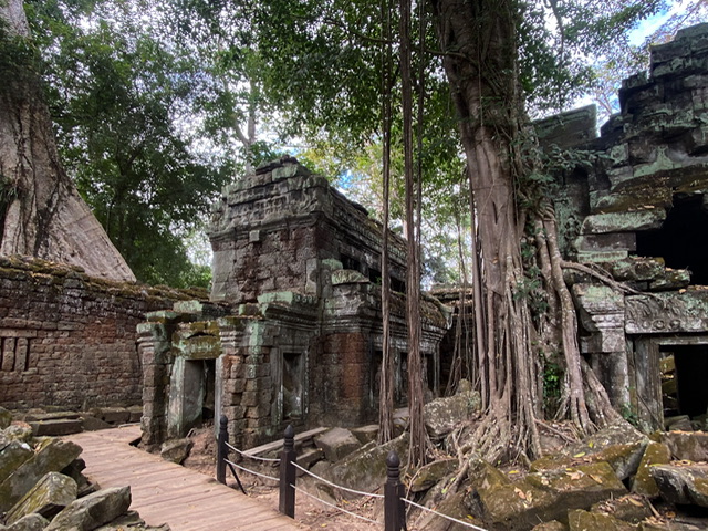 Ruins and a tree in the Ta Prohm Temple