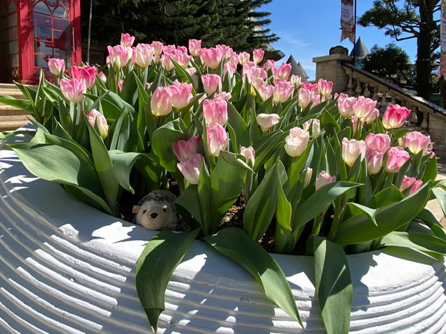 A toy hedgehog in a planter of pink tulips