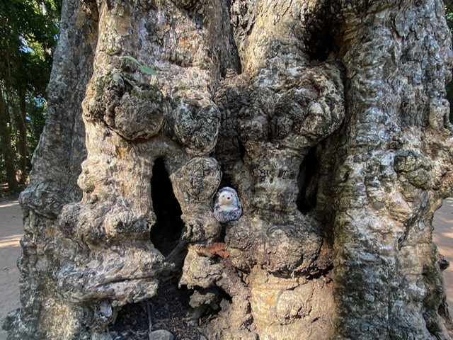 A toy hedgehog in a tree