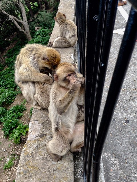 Barbary Macaques by a fence