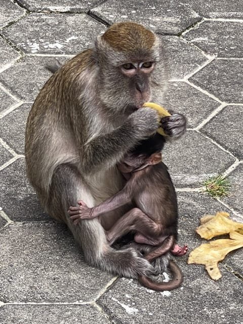 A monkey with an infant eating a banana