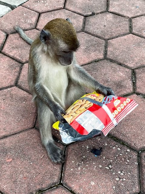 A monkey looking at a peanut bag