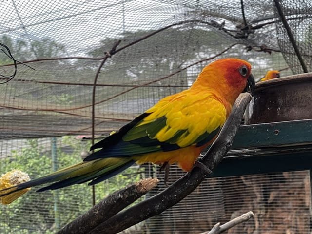 A colorful parrot on a perch