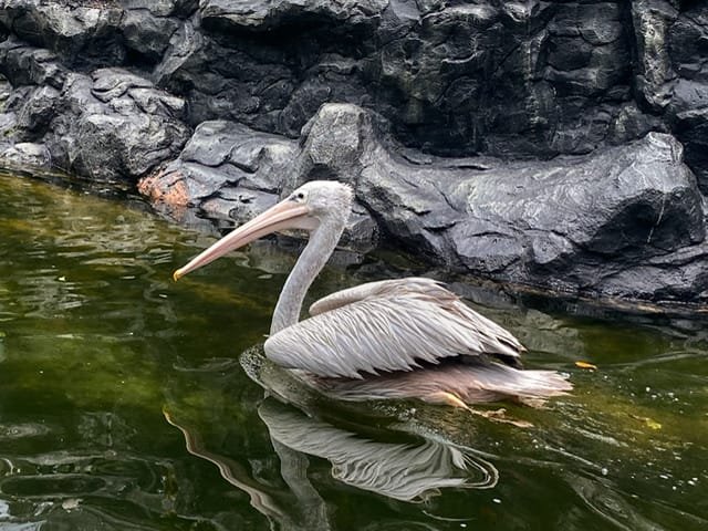 A pelican swimming by a large rock