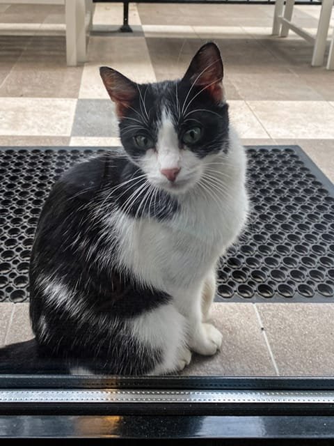 A black and white cat looking in a window
