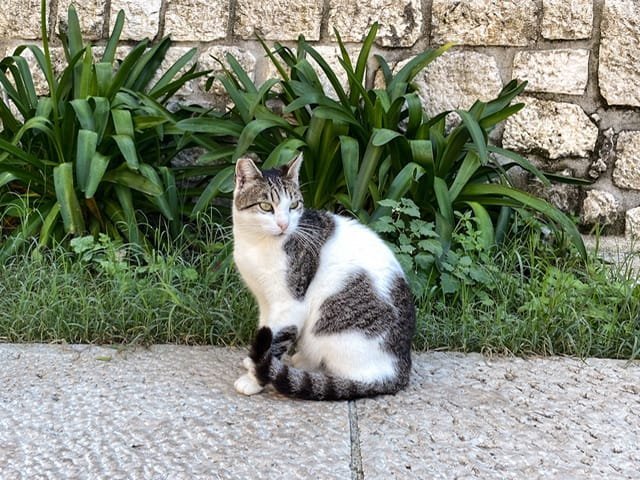 A grey and white cat sitting on a stone walkway