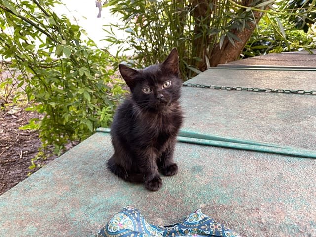 A forlorn-looking black kitten