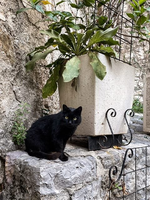 A black cat sitting on a stone ledge next to a planter