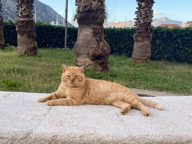 An orange cat relaxing on a stone wall