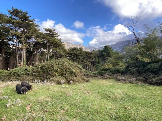 A meadow with two pigs