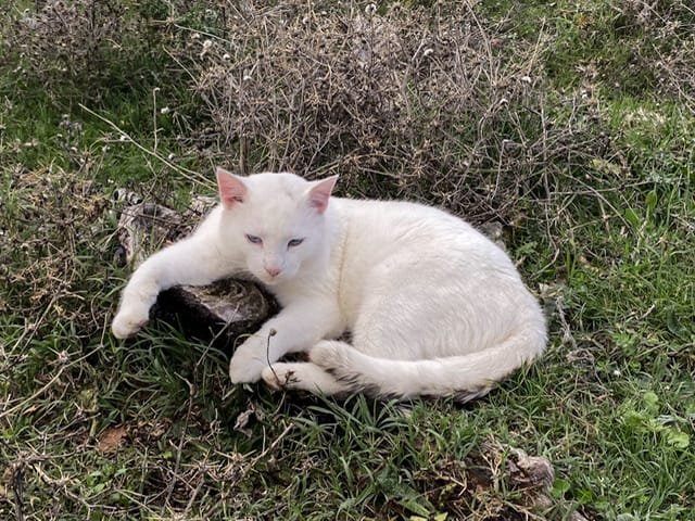 A white cat lying in grass