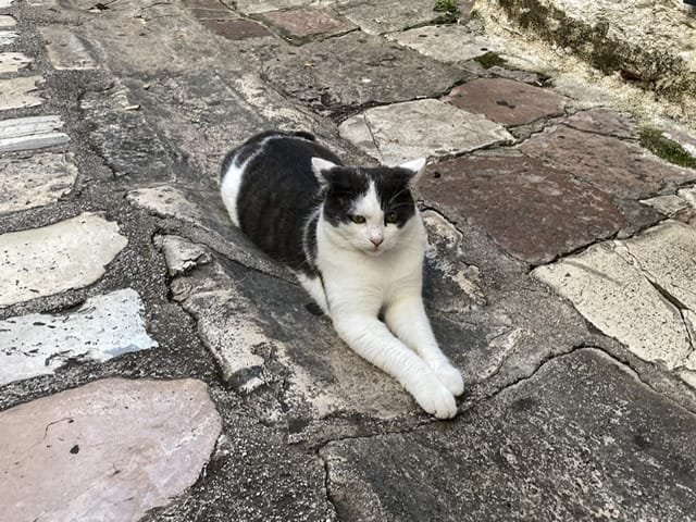 A black and white cat lying on a walkway
