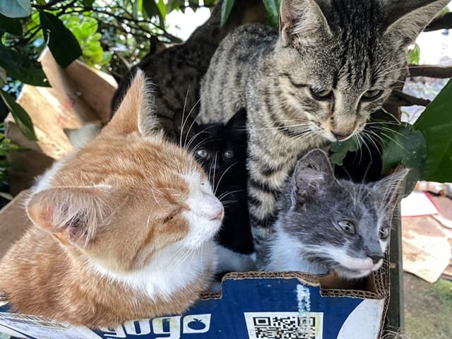 A box with cats and a kitten