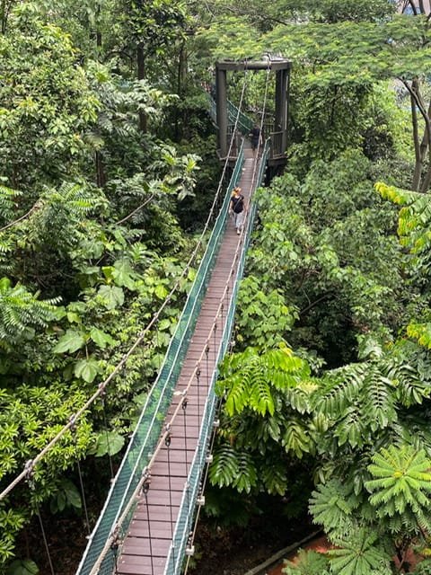A raised boardwalk among trees