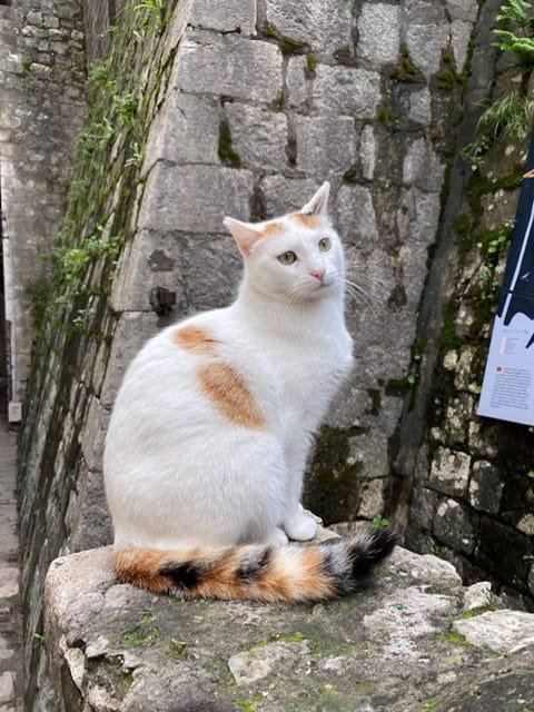 A white cat with orange markings and a striped tail