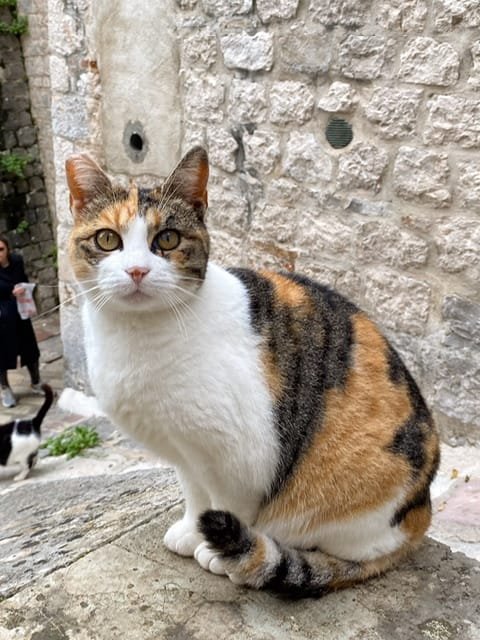 A calico cat on a stone walkway