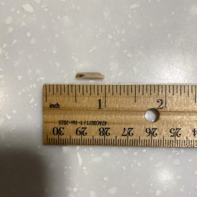A 1/2 inch bone alongside a ruler