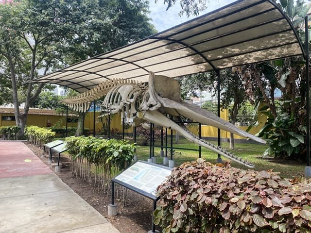 A sperm whale skeleton displayed outside
