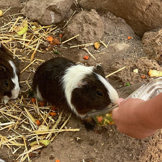 A black and white guinea pig being fed