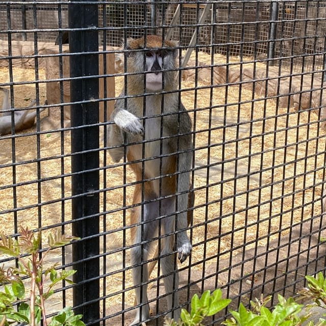 A Patas Monkey standing at a fence