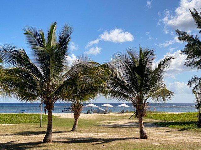 Palm trees and umbrellas on a beach