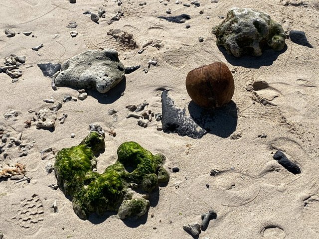 A coconut among rocks on the sand