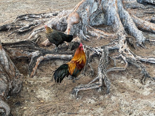 Two chickens by tree roots