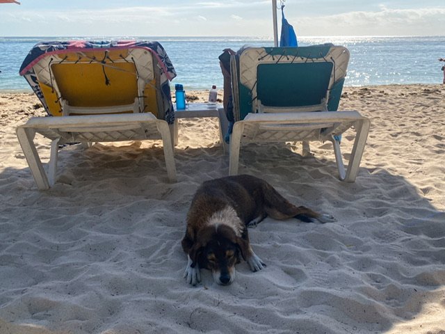 A dog lying in the sand