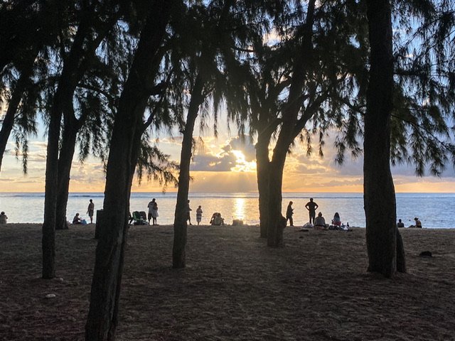 Trees on the beach at sunset