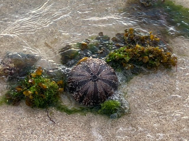 A sea urchin among seaweed