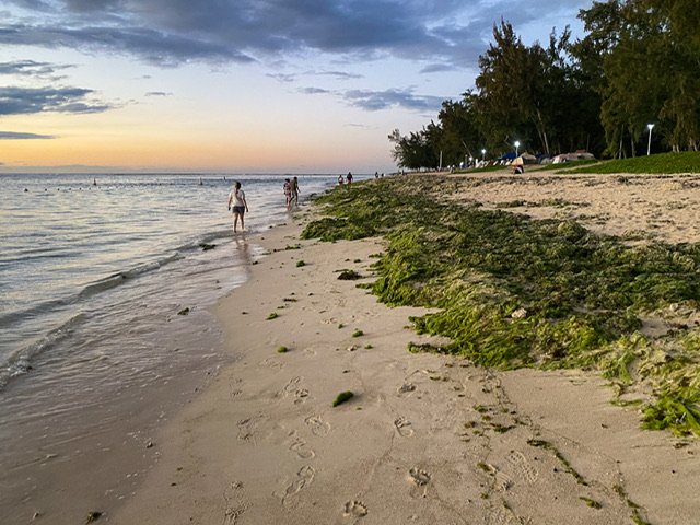 Piles of seaweed on the ocean’s edge