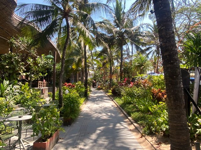 Palm trees and tropical plants along a promenade